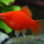 Exotic Platy Broodstock combo 2 pairs ( Red Ballon 1 pair , Helemet 1pair)