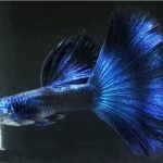 Moscow blue guppy