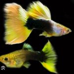 Yellow taxi guppy