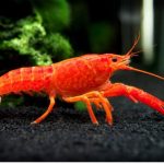 Red cray fish