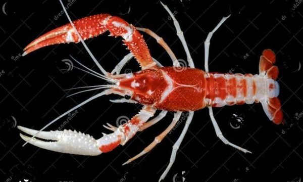 Red ghost cray fush