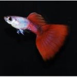 Silverado guppy