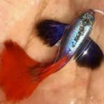Platinum dumboear guppy