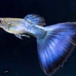 Japanese blue 1 pair Guppy