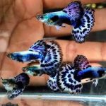 Purple mossaic