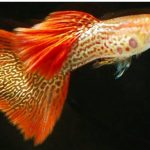 Albino Red Lace