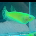Glow betta pair