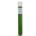 Chlorella starter culture