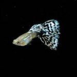 Pandora blue mossaic guppy