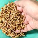 Mealworms