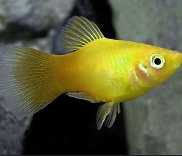 Solid Lemon yellow platy