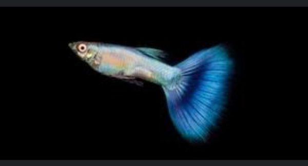 Coral blue guppy