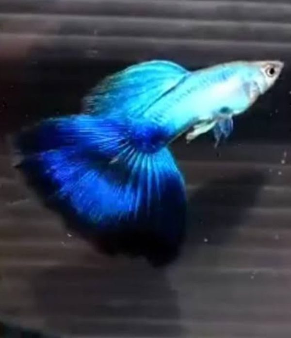 coral blue guppy