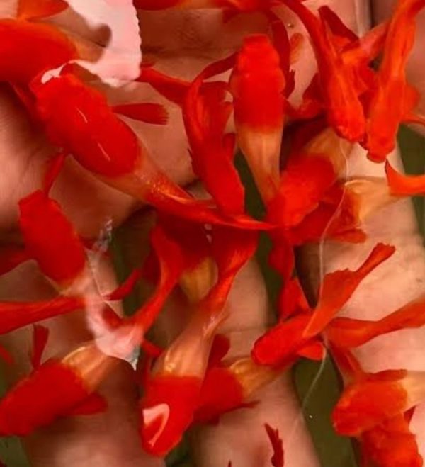 Black eye koi red ear