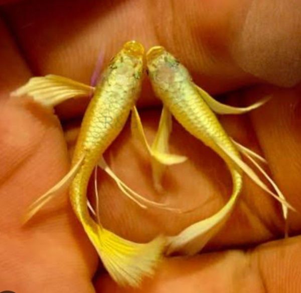 Gold gullear ribbon male and non ribbon female pair