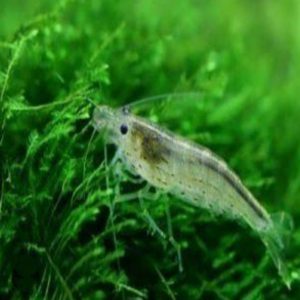 Ghost Shrimp (Neocaridina) (per pcs)