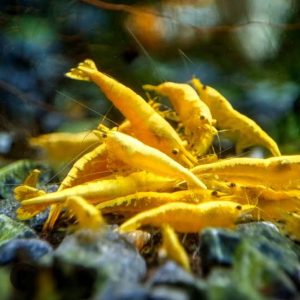 Golden Back Yellow Shrimp (Neocaridina) – Live Aquarium Shrimp (per pcs)