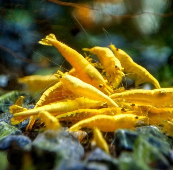 Golden Back Yellow Shrimp (Neocaridina) – Live Aquarium Shrimp (per pcs)