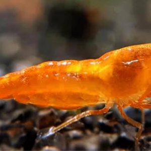 Orange Shrimp (Neocaridina) (per pcs)
