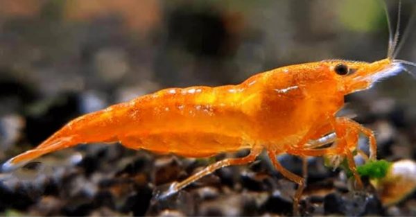 Orange Shrimp (Neocaridina) (per pcs)