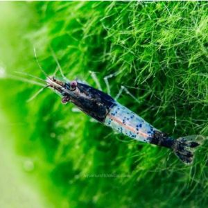 Black Rilli Shrimp (Neocaridina) (per pcs)