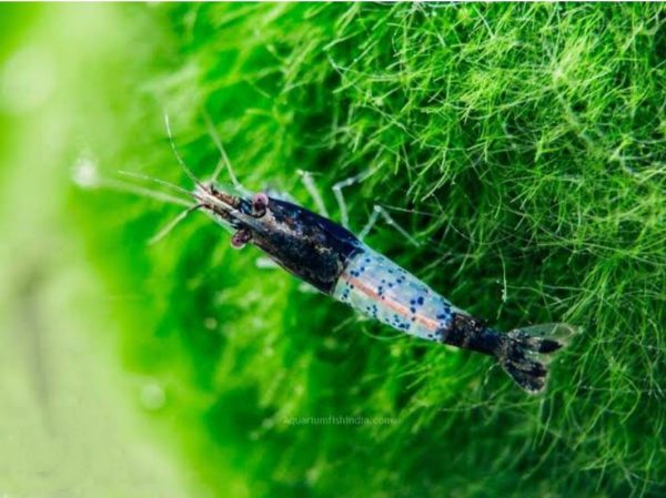 Black Rilli Shrimp (Neocaridina) (per pcs)