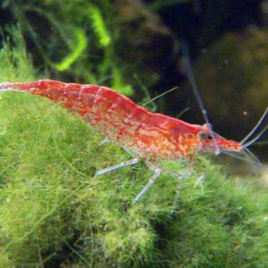 Cherry Red Shrimp (Neocaridina) (per pcs)