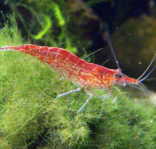 Cherry Red Shrimp (Neocaridina) (per pcs)