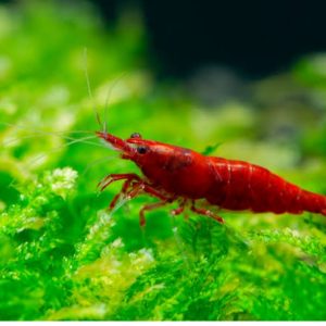 Bloody Mary Shrimp (Neocaridina) – Deep Red Aquarium Beauty (per pcs)