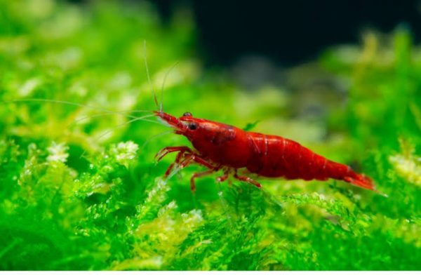Bloody Mary Shrimp (Neocaridina) – Deep Red Aquarium Beauty (per pcs)