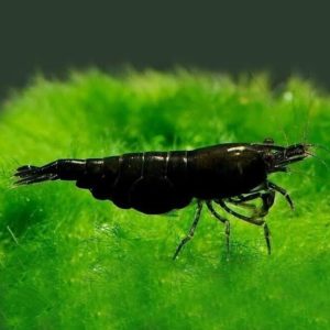 Black Shrimp (Neocaridina) (per pcs)
