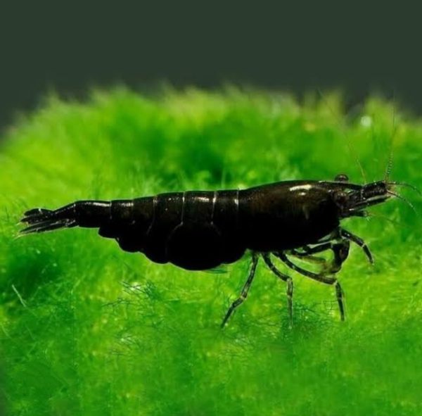 Black Shrimp (Neocaridina) (per pcs)