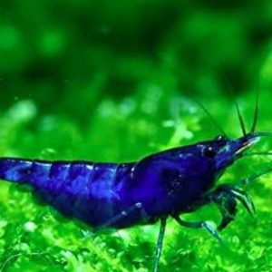 Electric Blue Shrimp (Neocaridina) (per pcs)