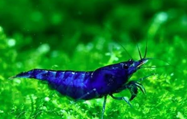 Electric Blue Shrimp (Neocaridina) (per pcs)