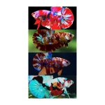 Koi Plakat Betta Pair