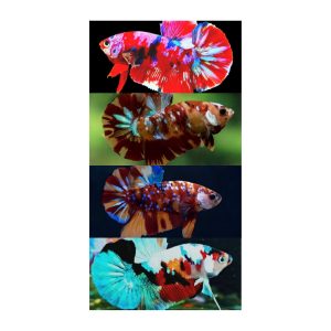 Koi Plakat Betta Pair
