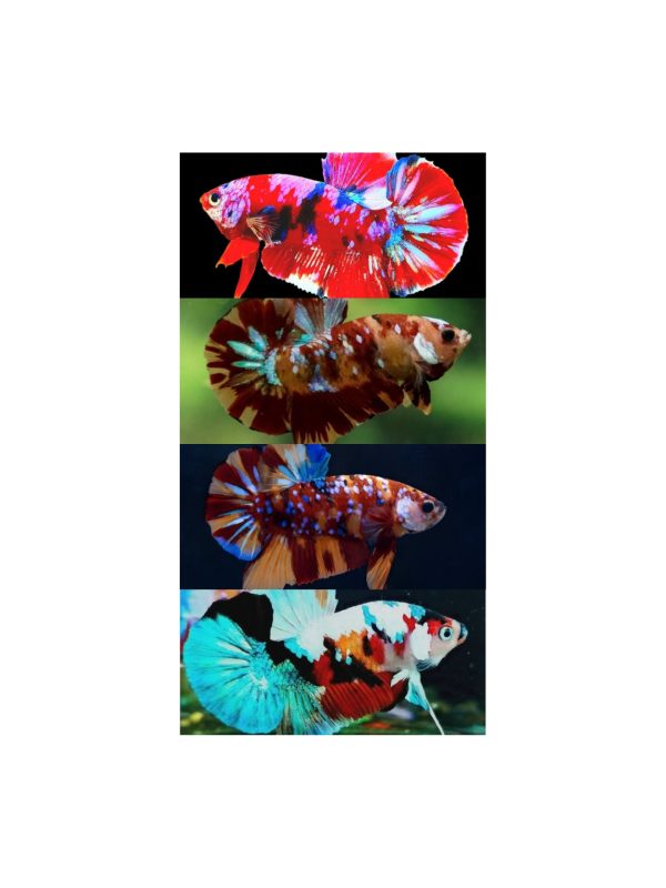 Koi Plakat Betta Pair