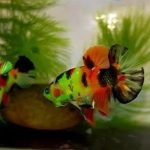 Glow Koi Plakat Betta Pair