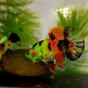 Glow Koi Plakat Betta Pair