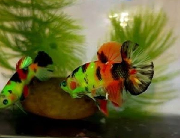 Glow Koi Plakat Betta Pair