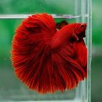 Red Fullmoon Betta Pair