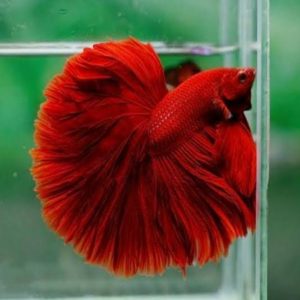 Red Fullmoon Betta Pair