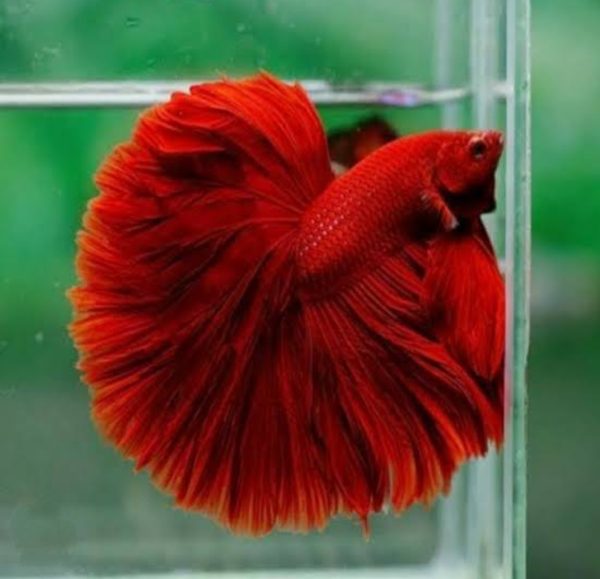 Red Fullmoon Betta Pair