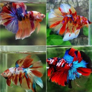 Nemo Koi Fullmoon Betta Pair