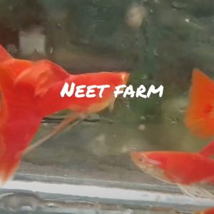 Albino Full Red Cfin Ribbon