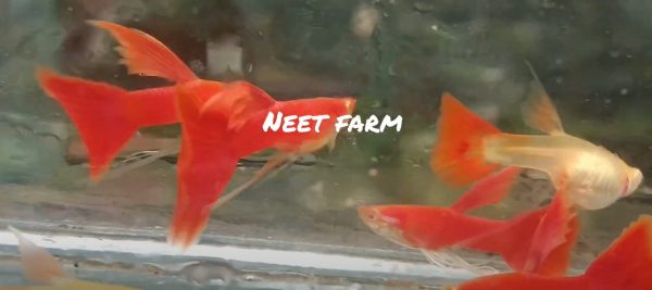 Albino Full Red Cfin Ribbon