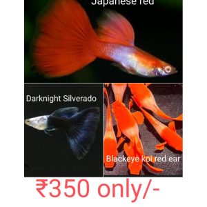 Combo Black eye koi red ear , Darknight Silverrado, Japanese Red