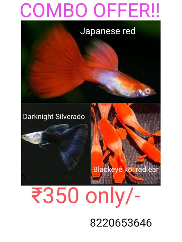 Combo Black eye koi red ear , Darknight Silverrado, Japanese Red