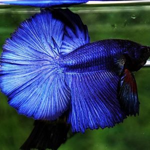 Blue Fullmoon Betta Pair