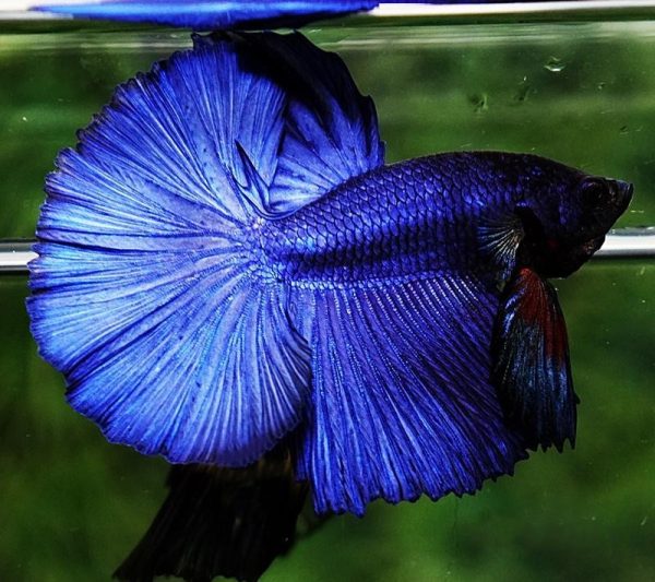 Blue Fullmoon Betta Pair